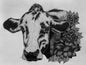 Cow Magnet