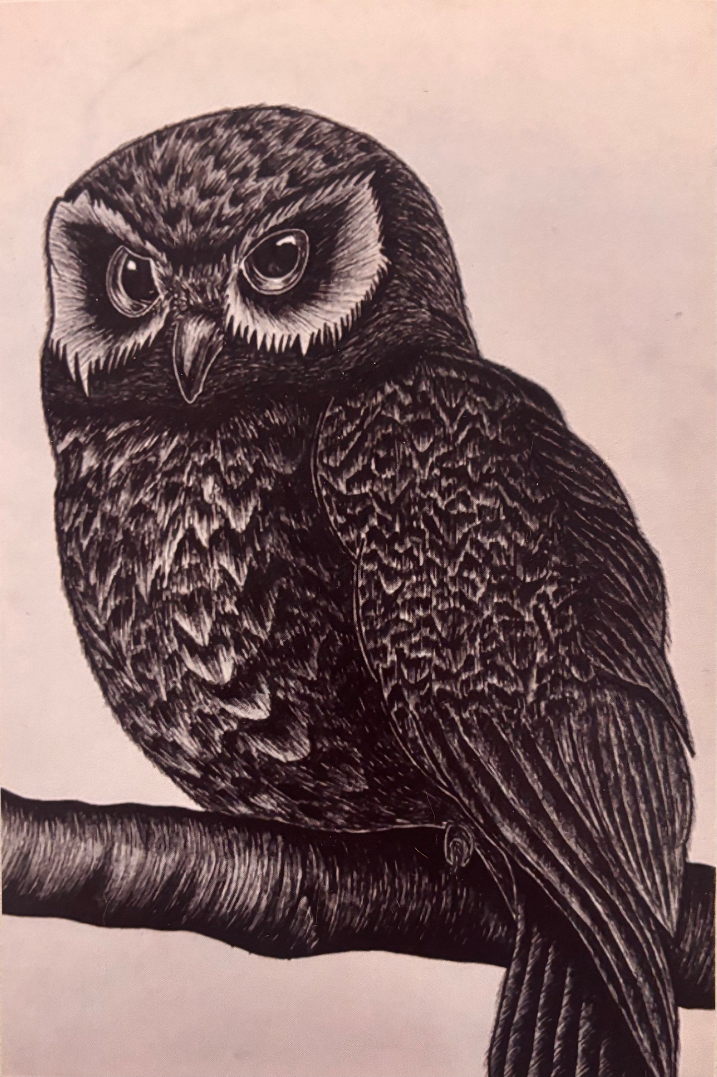 Owl Print