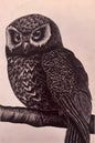 Owl Print